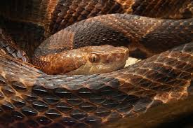 Check spelling or type a new query. Stay Away From These 8 Most Dangerous Animals In Indiana