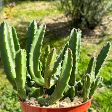 Image result for Pupalia grandiflora