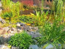 Wer ein künstliches moor für farne anlegen möchte, wählt dafür einen windgeschützten, halbschattigen standort. Ein Moorbeet Anlegen Gartenteich Ratgeber