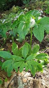 Image result for Sauromatum venosum
