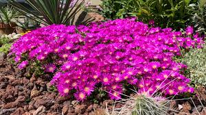 Image result for Dianthus chimanimaniensis