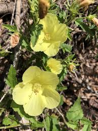 Image result for Hibiscus rhabdotospermus