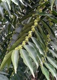 Image result for Casearia runssorica