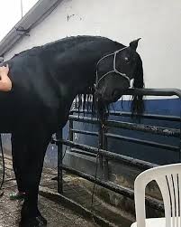 Bath Time For This Beauty Video Horses Animals Beautiful Cute Horses