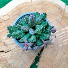 Image result for Piaranthus atrosanguineus