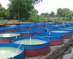 Check spelling or type a new query. Infomina Tahapan Budidaya Ikan Di Kolam Terpal