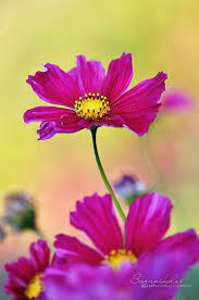 Kosmos Beautiful Flowers Flowers Nature Cosmos Flowers