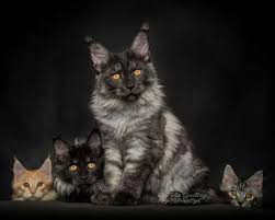 It is one of the oldest natural breeds in north america. Maine Coon Rescue Mn
