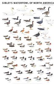 North America Bird Identifier By Picture Sibleys Waterfowl Of North America Poster Etsy Waterfowl Hunting Bird Hunting Waterfowl