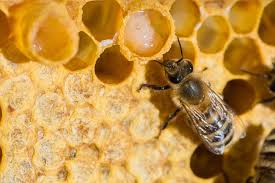 Khasiat madu lebah untuk lelaki. Royal Jelly Susu Makanan Ratu Lebah Yang Berkhasiat Untuk Kesehatan