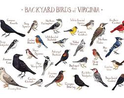 Top guides from audubon, david sibley, ken kaufman and national geographic provide a great deal of information. Florida Backyard Birds Field Guide Art Print Watercolor Painting Print Birdwatching Wall Art Nature Print Bird Poster Backyard Birds Birds Of Georgia Bird Poster