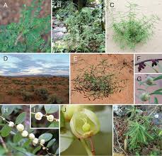 Image result for Phyllanthus nummulariifolius