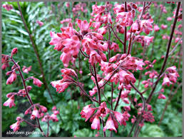 Heuchera Paris Blooms From Spring Till Late Summer Heuchera parishii is a species of flowering plant in the saxifrage family known by the common names mill creek alumroot and parish's alumroot. heuchera paris blooms from spring till