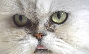 Why Do Persian Cats Eyes Water Poc