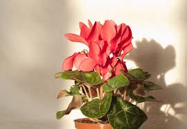 The ideal temperature for a cyclamen is about 10ºc, so it's best to leave it in in theory, cyclamen should become dormant in summer. Drooping Cyclamen Plants Reasons And Fixes For Droopy Cyclamen Flowers And Leaves