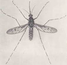 Mosquito Control Wikipedia
