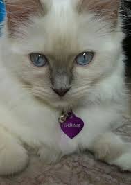 pin auf godswonders ragdolls