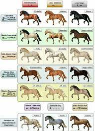 Capas De Pre Beautiful Horses Horse Riding Tips Horse Riding