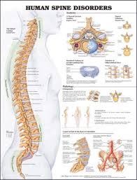 Transcript/notes structure of bone tissue the bones in your body are made up of an extraordinarily complex connective tissue that's structure matches its function. Human Spine Disorders Anatomical Chart Company Amazon Co Uk Business Industry Science