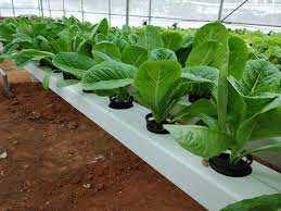 Growing Romaine Lettuce Or Cos Lettuce In Hydroponics Geekgardener