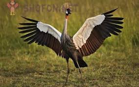 Wallpaper gambar orang pake topeng keren. Top 10 Burung Yang Paling Indah Di Dunia
