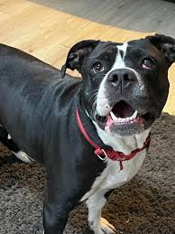 My baby girl Mika, we lost her 18 months ago after a freak accident, she  was playing with my other dog and she jumped off the sofa onto Mikas back  and severed