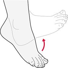 • trace the alphabet 1 to 3 times as tolerated. Exercises For The Toes Feet And Ankles Versus Arthritis