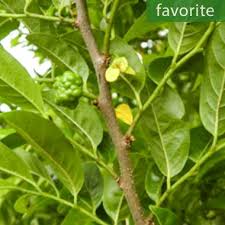 Image result for Hymenodictyon parvifolium