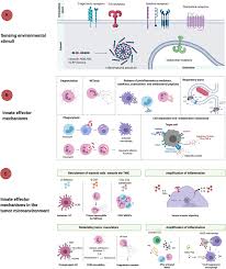 Frontiers Innate Immune Defense Mechanisms By Myeloid Cells That Hamper Cancer Immunotherapy Immunology