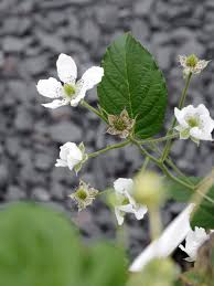 Garten Garten Vorgartengestaltung Und Stammbaum