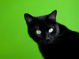 All donations are greatly appreciated & tax deductible! These Cute Cats Are Waiting For You To Adopt Them Wtop