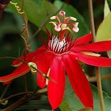 Image result for Passiflora vitifolia