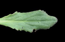 Image result for Manulea conferta