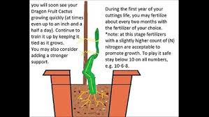 We did not find results for: How To Grow A Dragon Fruit Tree 101 Video Dailymotion