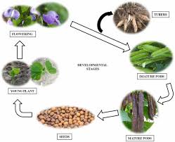 Image result for Psophocarpus grandiflorus