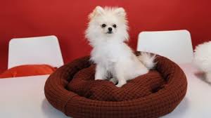 Bei uns findest du garantiert die passende ferienwohnung für deinen traumurlaub mit hund. My First Dog Tipps Tricks Fur Einsteiger 1k Special Hunde Diys Wattpad