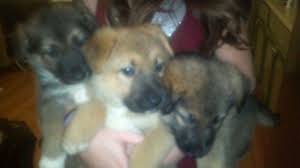 Blue german shepherd puppies for sale in wisconsin. German Shepherd Puppies For Sale In Beloit Wisconsin Classified Americanlisted Com