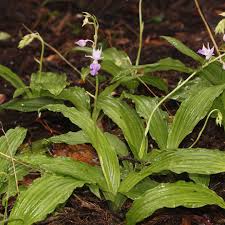 Image result for Calanthe sylvatica
