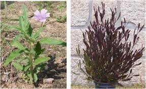 Image result for Monsonia angustifolia