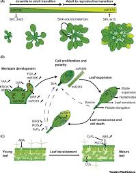 Maybe you would like to learn more about one of these? Age Dependent Abiotic Stress Resilience In Plants Trends In Plant Science