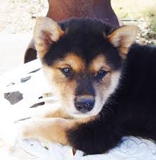 Learn more about adopting a shiba inu puppy or dog. Shiba Inu Houston Facebook