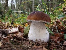 Fotografia Hrib Smrekovy Boletus Edulis Bull Boletus Edulis Stuffed Mushrooms Mushroom Fungi