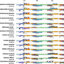 Image result for Cystostemon
