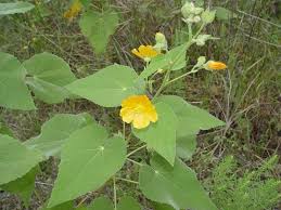 Image result for Wissadula