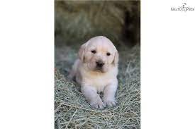 Maybe you would like to learn more about one of these? Female 1 Goldador Puppy For Adoption Near Palm Springs California D515324b 63c2