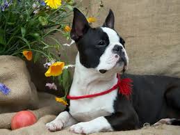 What To Think About Before Getting A Boston Terrier: 25 Key Questions