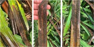 Image result for Pandanus candelabrum