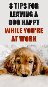 While It Would Be Great To Spend All Day With Our Dogs Most Of Us Work If You Have A Dog And A Full Time Job Check Out T Dog Training Dog