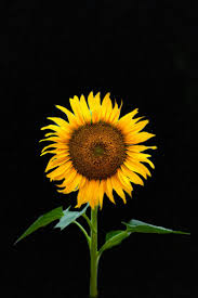 Bunga matahari atau biasa disebut sunflower tidak hanya memiliki bentuk mirip dengan matahari, tetapi pertumbuhannya juga sangat bergantung pada intensitas sinar matahari. Wallpaper Bunga Matahari Hitam Wallpapershit