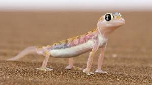 How Do Lizards Move Baby Lizards Cute Lizard Baby Reptile